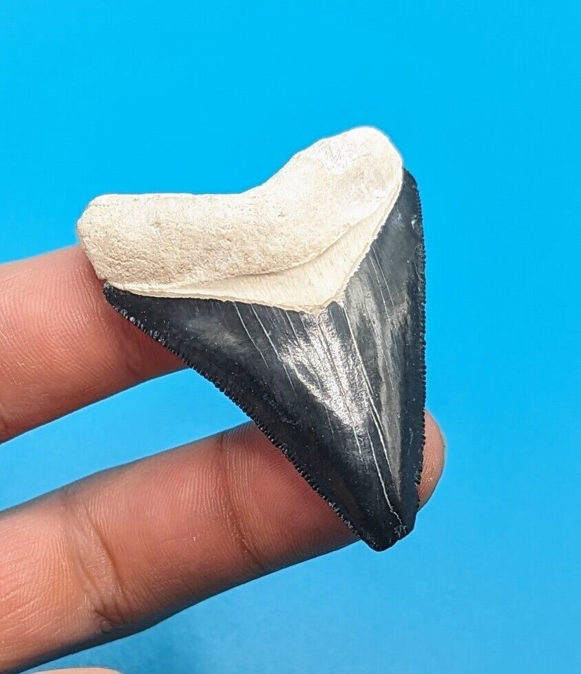 Gorgeous True Glossy Blue 2.1 Megalodon Shark Tooth Bone Valley Florida