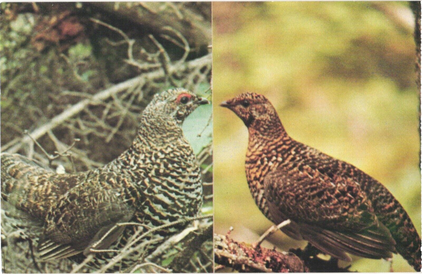 Spruce Grouse And Ruffed Grouse, Birds Postcard