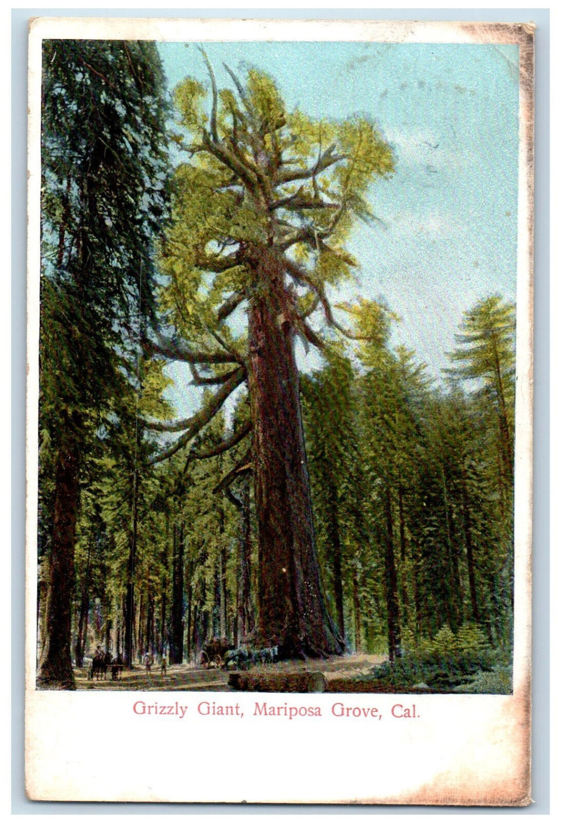 Grizzly Giant Tree Nature Scene Mariposa Grove California CA Antique Postcard