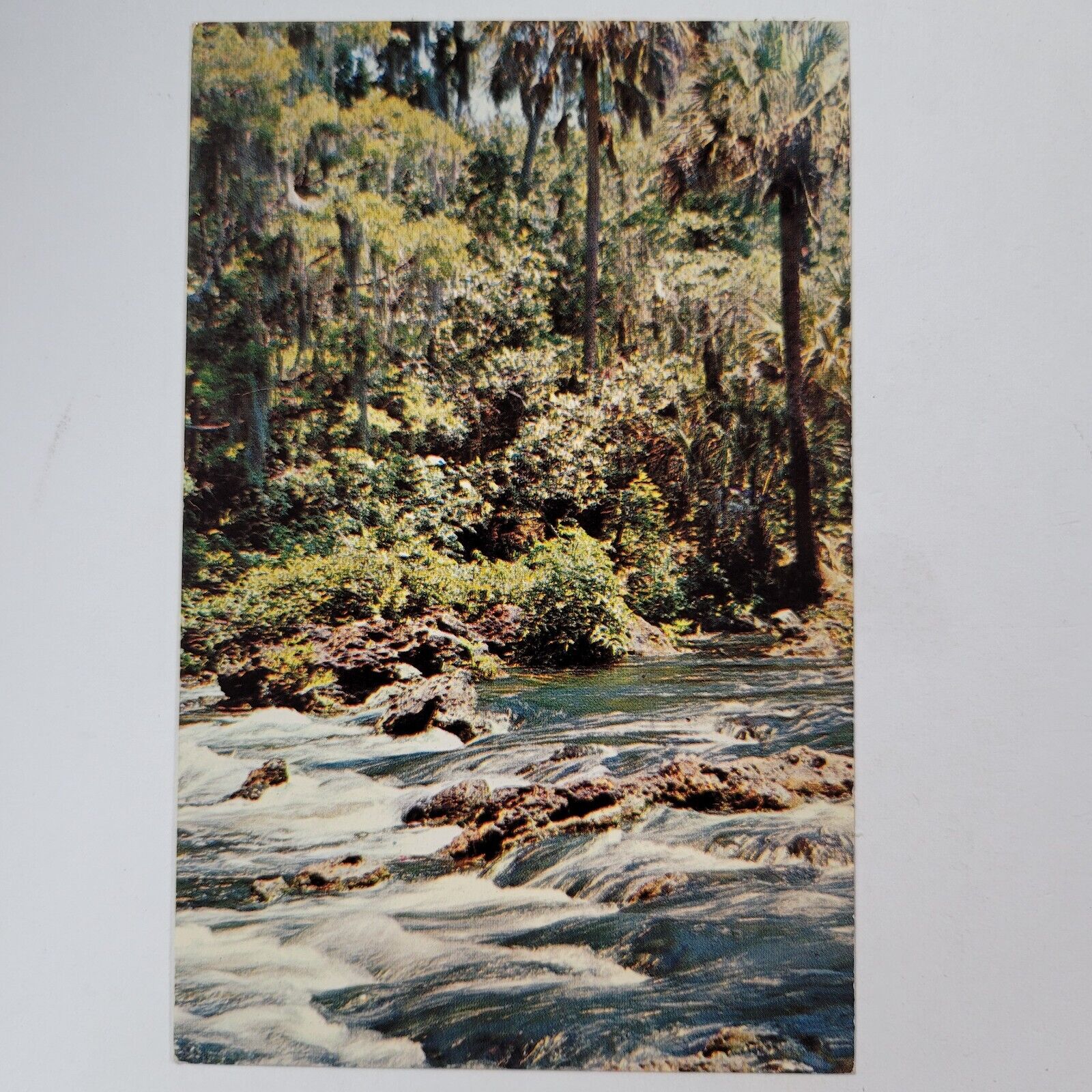 Vintage Postcard Chrome Hillsborough River State Park Florida Water Stream Tree