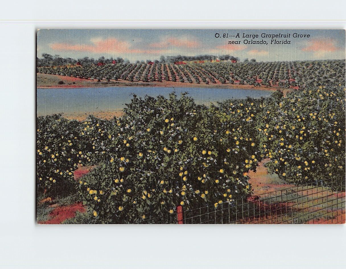 Postcard A Large Grapefruit Grove near Orlando Florida USA