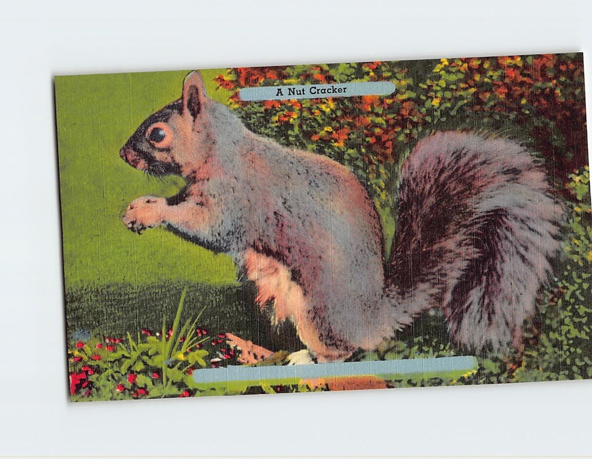 Postcard A Nut Cracker