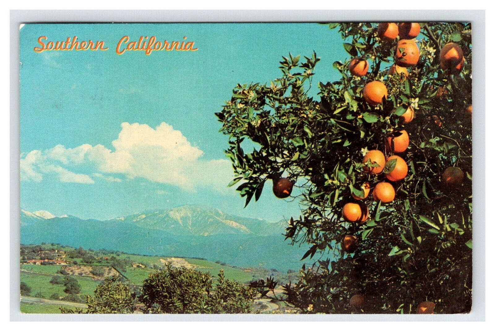 Oranges Southern California Vintage Postcard AF421