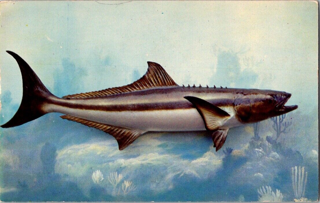 Vintage Postcard Cobia Gulf Of Mexico Hard Fighting Game Fish Florida Waters FL