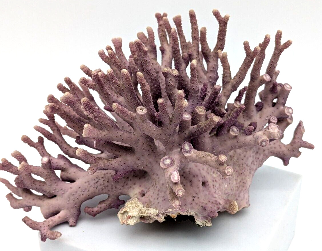 Natural Purple Coral Specimen Allopora California Reef