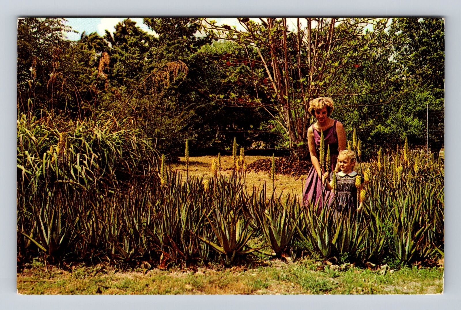 Redlands CA-California, Plant Of Ages Blooms At Dade County, Vintage Postcard