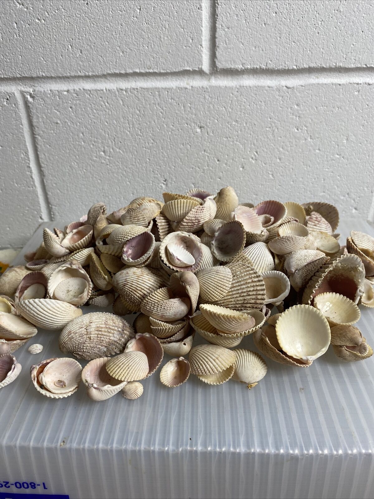 2.5lbs Of Handpicked Seashells - Usa & Mexico