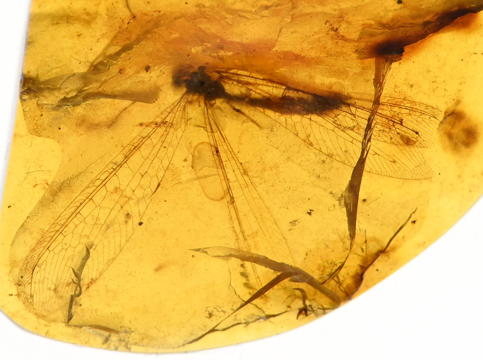 Rare huge Dilaridae (Lacewing), Fossil inclusion in Burmese Amber