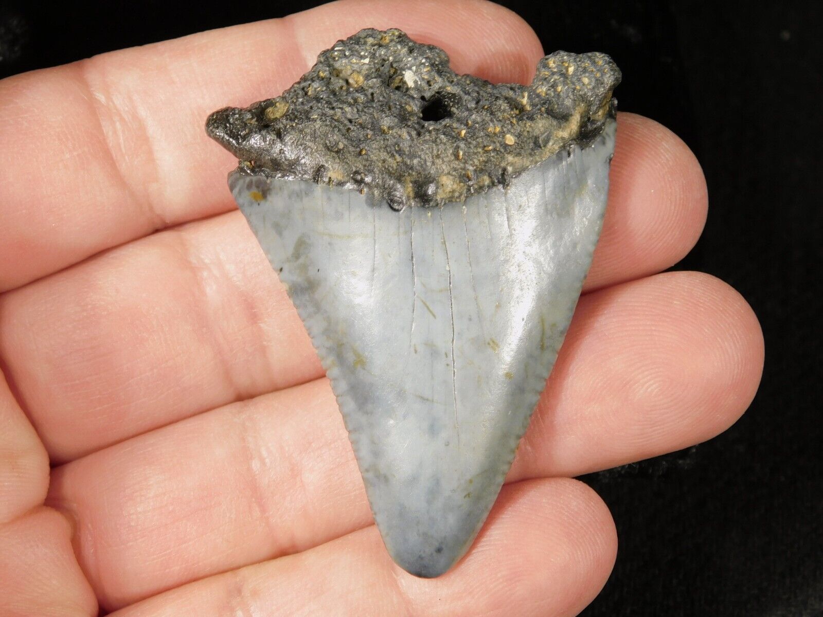 Larger ANCESTRAL Great White SHARK Tooth Fossil 100% Natural 20.7gr