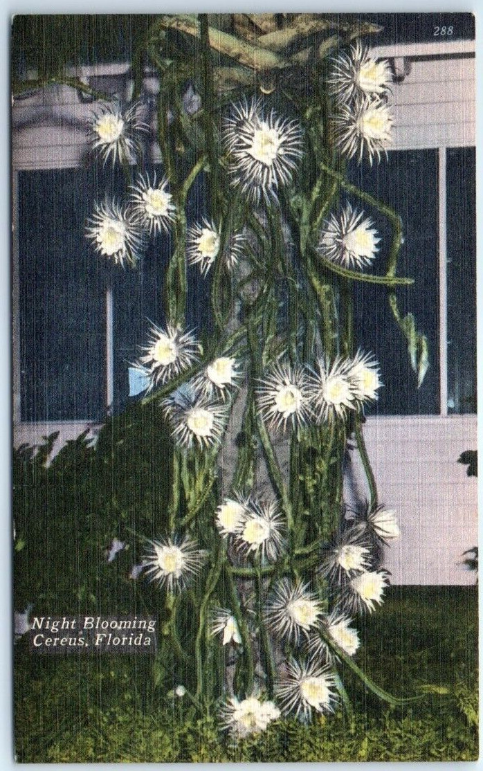 Postcard - Night Blooming Cereus, Florida, USA