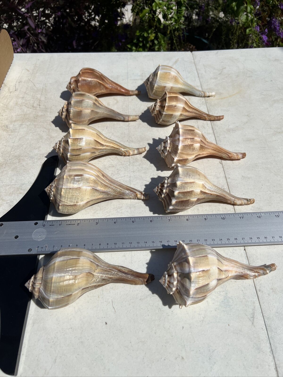 6'' Large Lightning Whelks - Conch - Shell lot of 10 - Beach Centerpiece Wedding