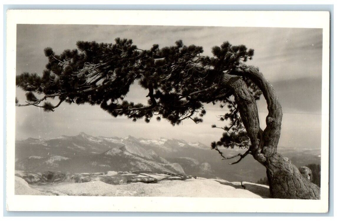 1951 Tree On Centennial Point Yosemite National Park CA RPPC Photo Postcard