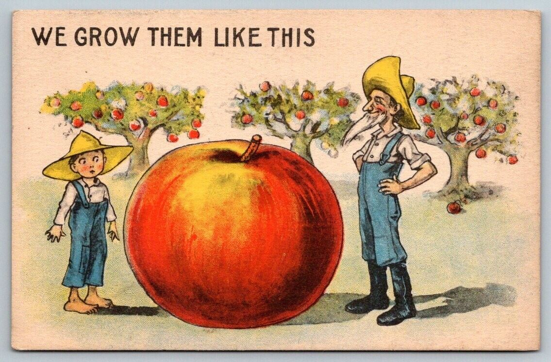 Exaggerated Apple  We Grow Them Like This   Postcard  c1915