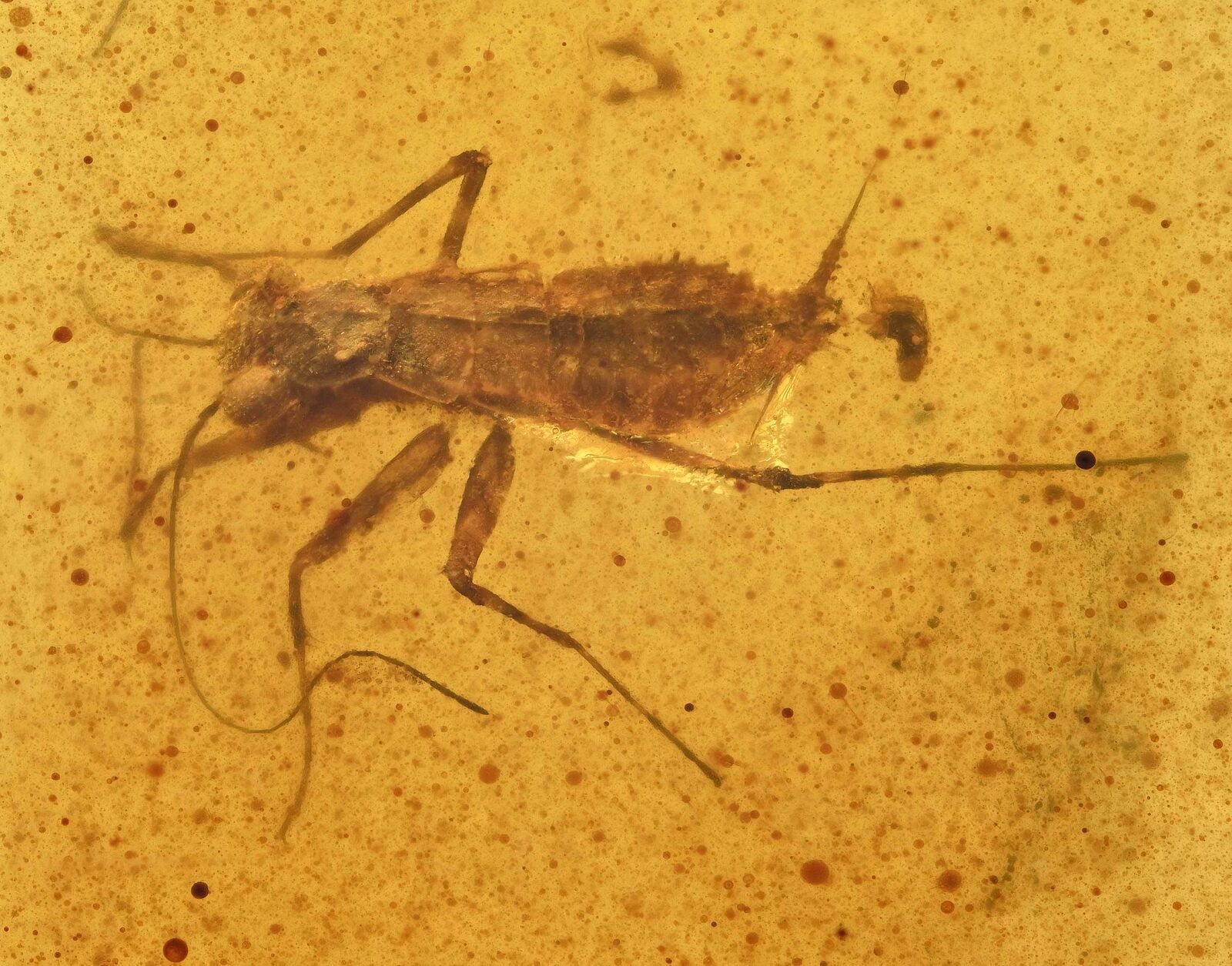 Rare Juvenile Mantodea (Praying Mantis), Fossil Inclusion in Burmese Amber