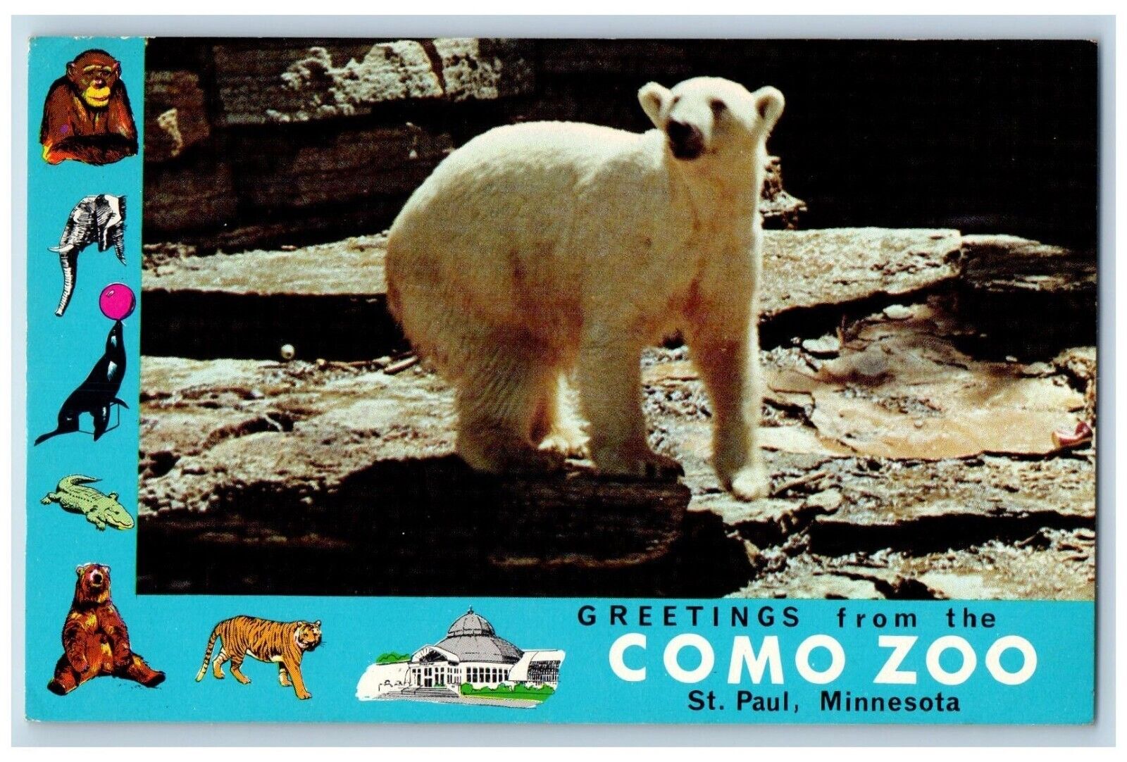St. Paul Minnesota MN Postcard Como Zoo Polar Bear Winters c1960 Vintage Antique