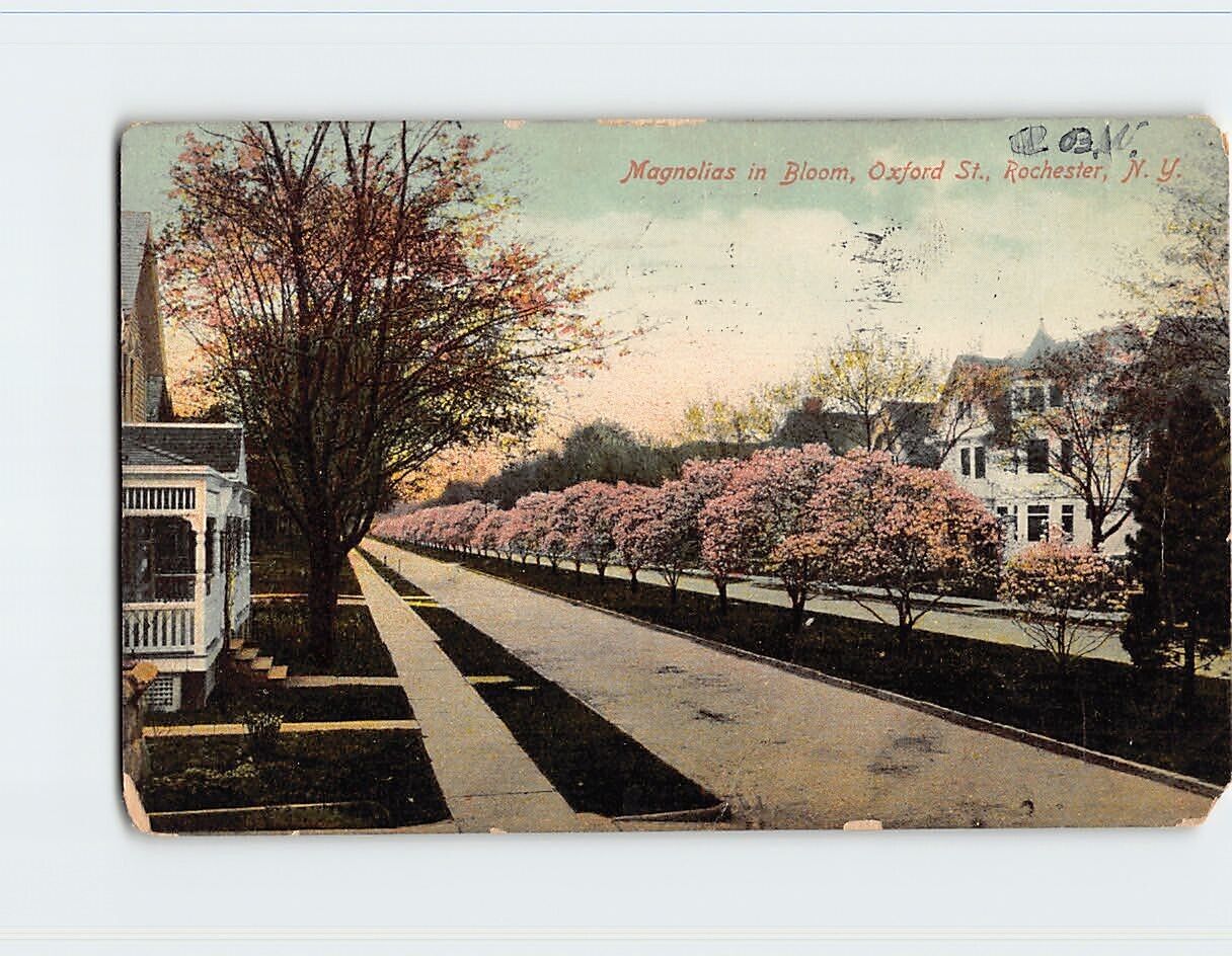 Postcard Magnolias in Bloom Oxford Street Rochester New York USA
