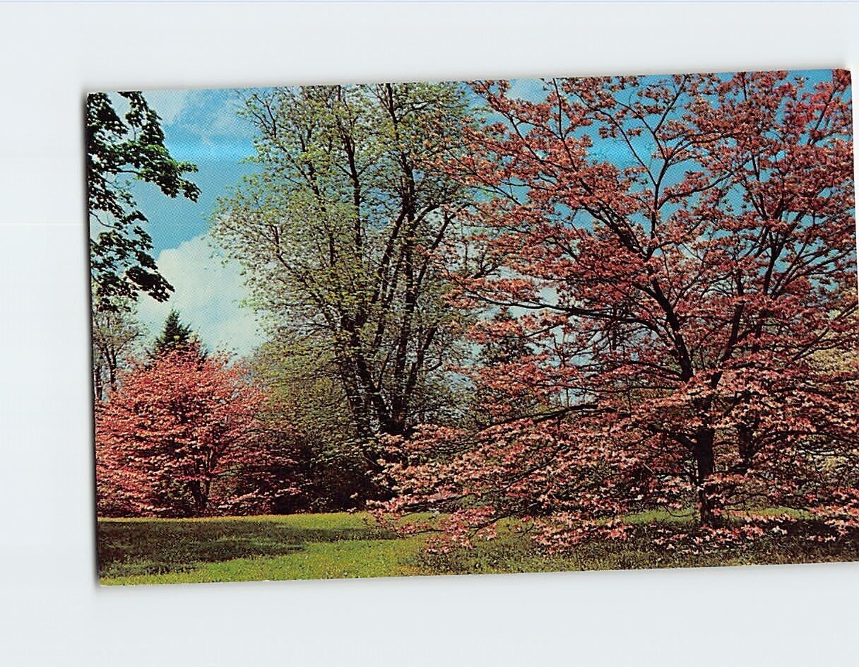 Postcard Springtime View of Dogwood Blossoms Alabama USA