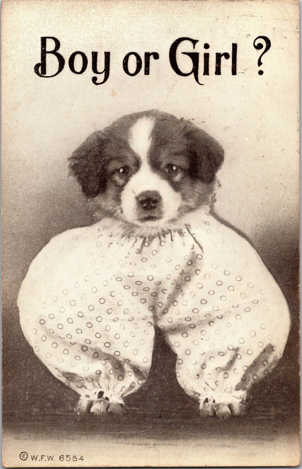 1910 Antique Postcard Puppy in Pant - Boy or Girl? Glencoe, Illinois