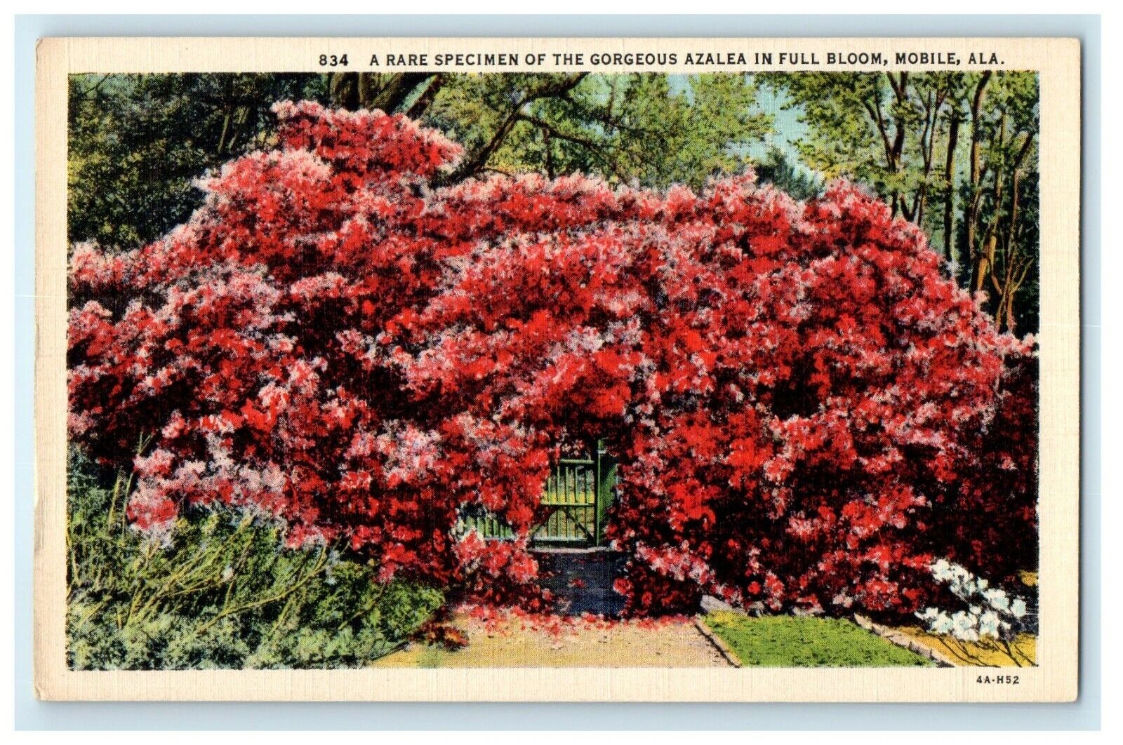 c1930\'s Rare Specimen Of Gorgeous Azalea Full Bloom Mobile Alabama AL Postcard
