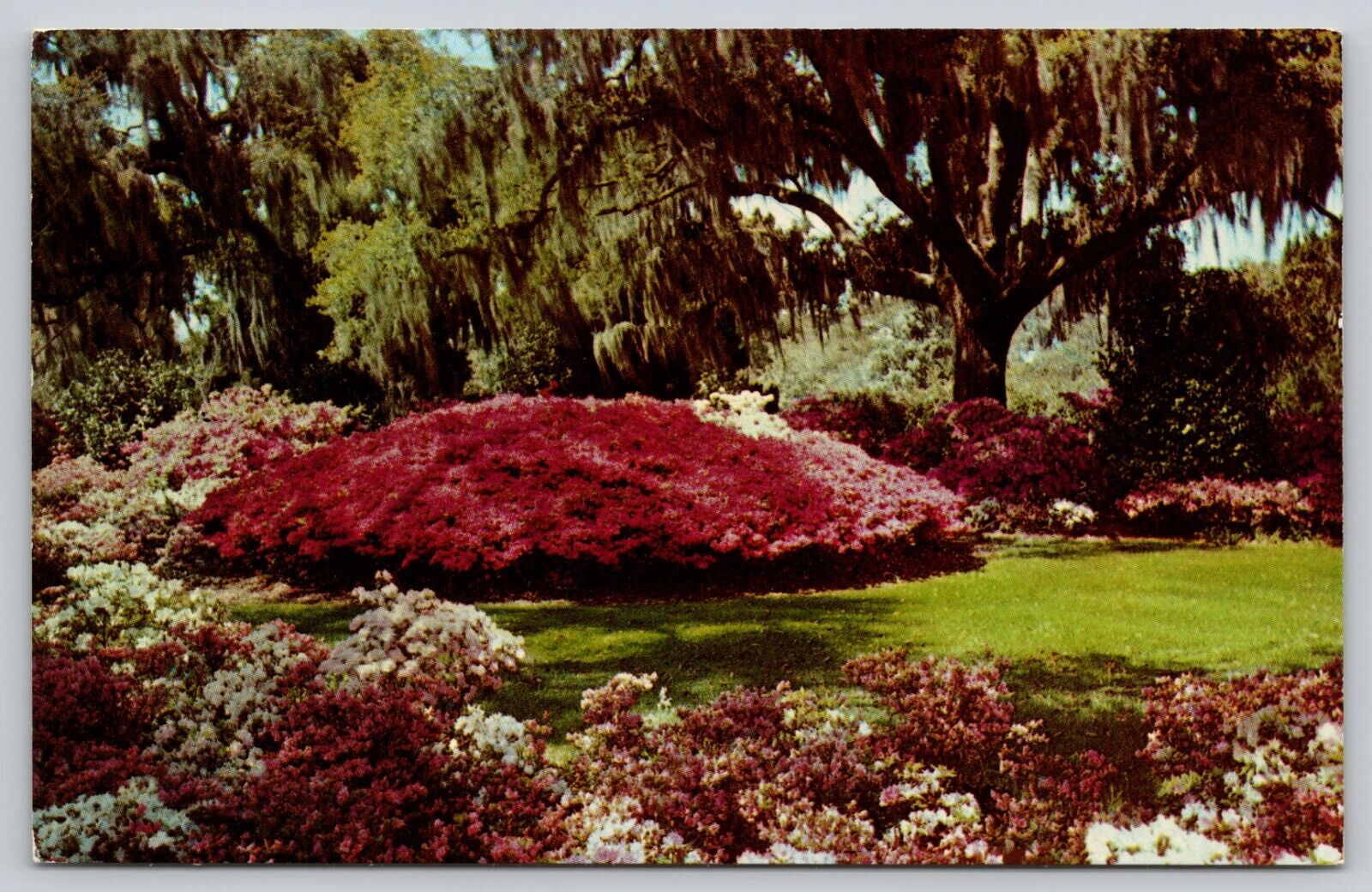 Postcard Spanish Moss Southern Azalea Garden Chrome A16