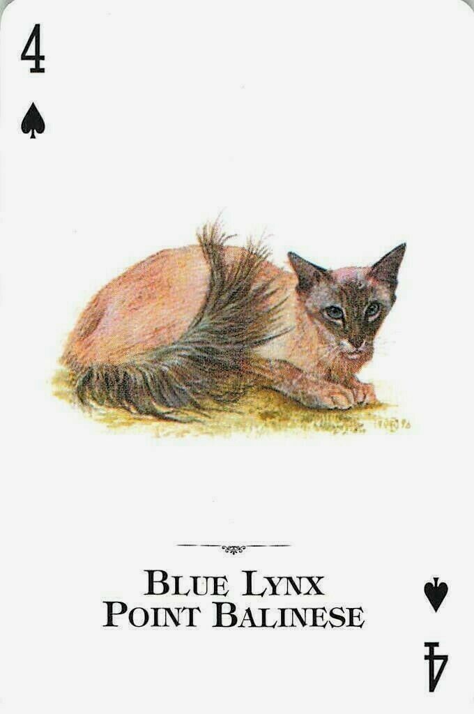 Blue Lynx Point Balinese Cats of the World Single Swap Playing Card 
