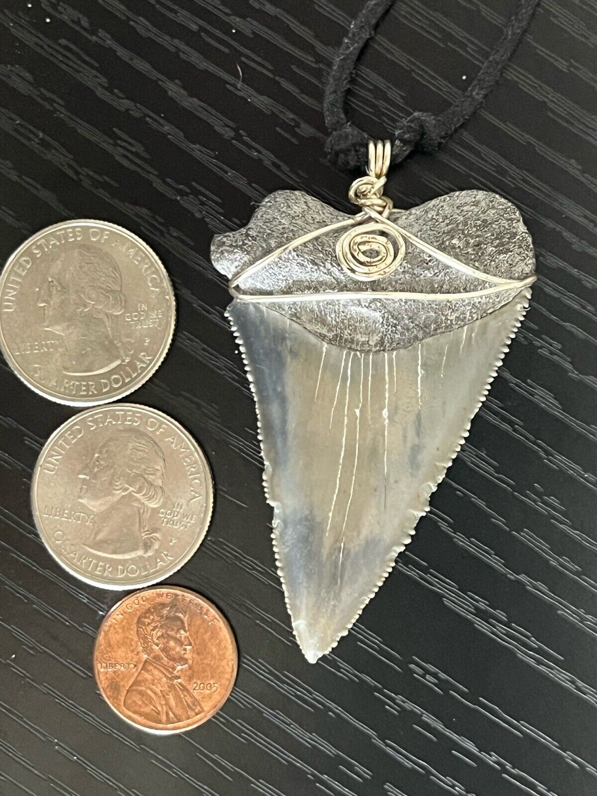 Great White Shark Tooth Beautiful fossil