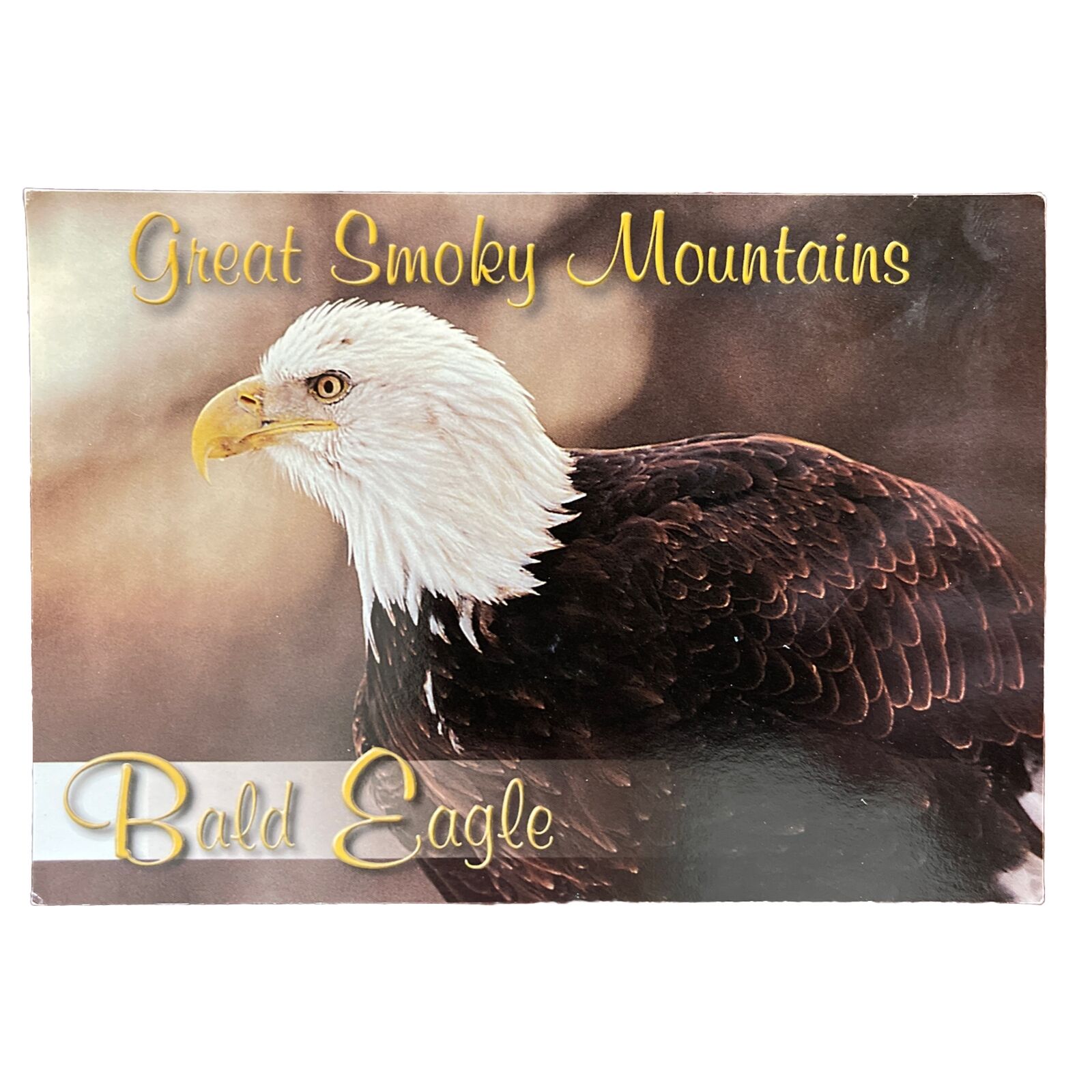 Postcard Great American Mountians National Park Bald Eagle, Souvenirs of smokies