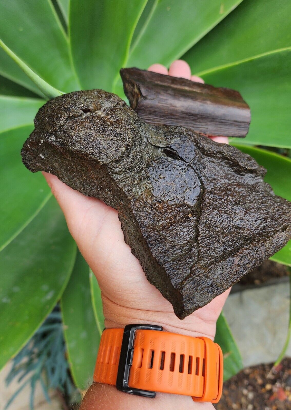RARE Cretaceous Archelon Protostega Turtle Humerus Bone Carapace Fossil Ozan Fm