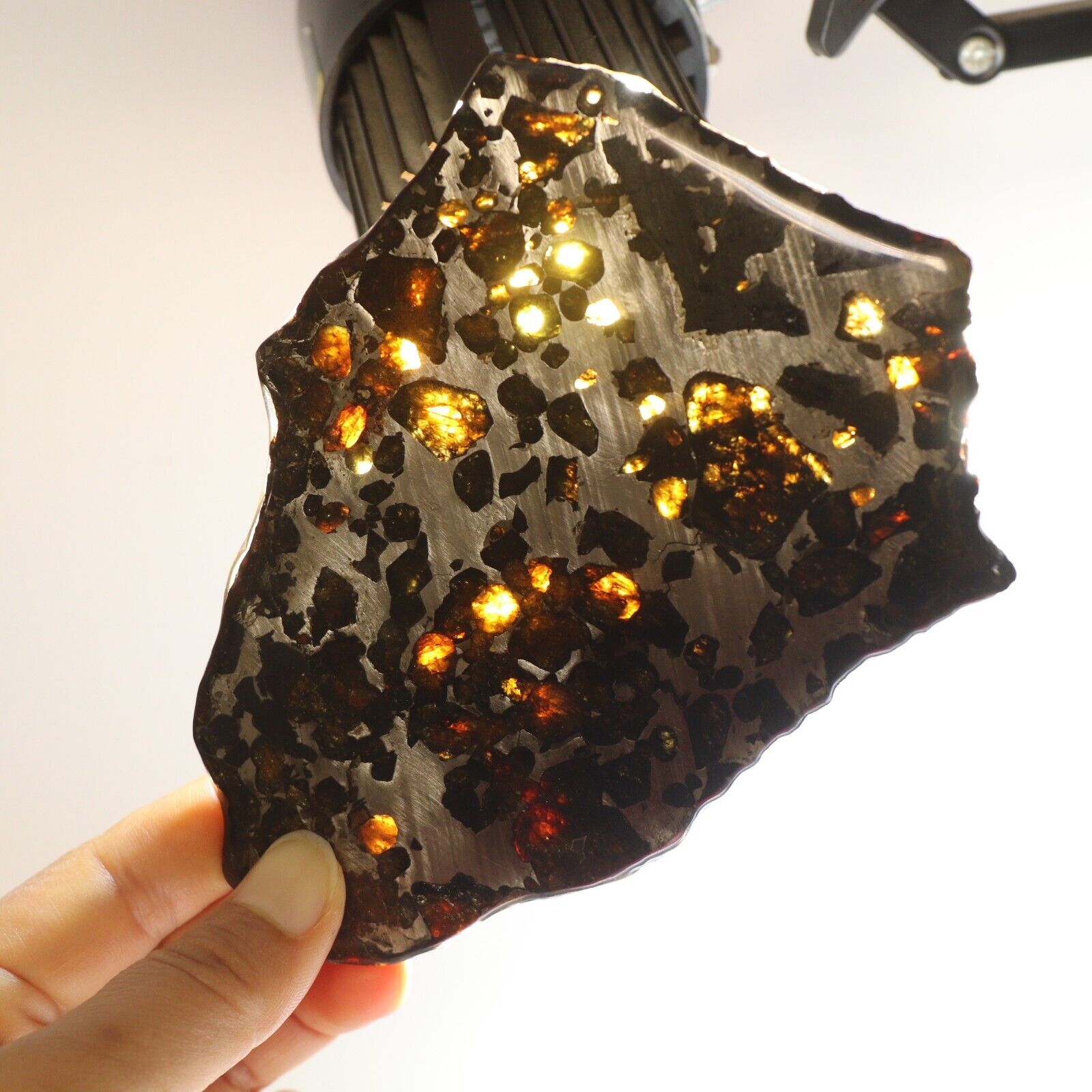 181g Slice meteorites, Rare slices of Kenyan Pallasite olive meteorite B2711