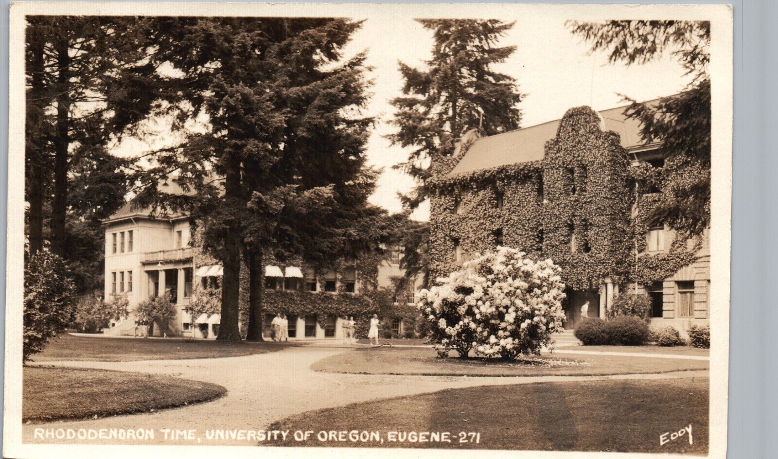 UNIVERSITY OF OREGON RHODODENDRON TIME eugene or real photo postcard rppc