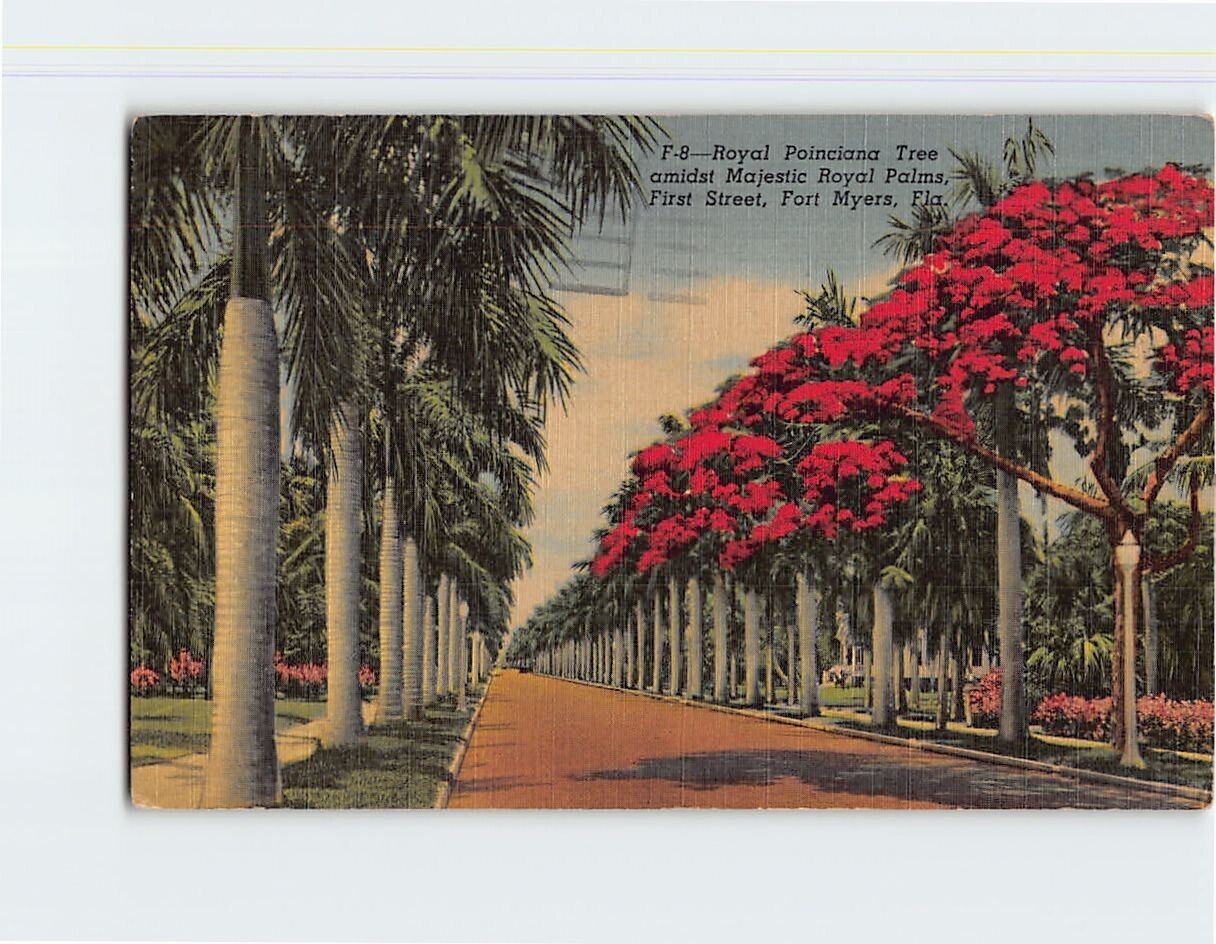 Postcard Spanish Moss om Florida USA