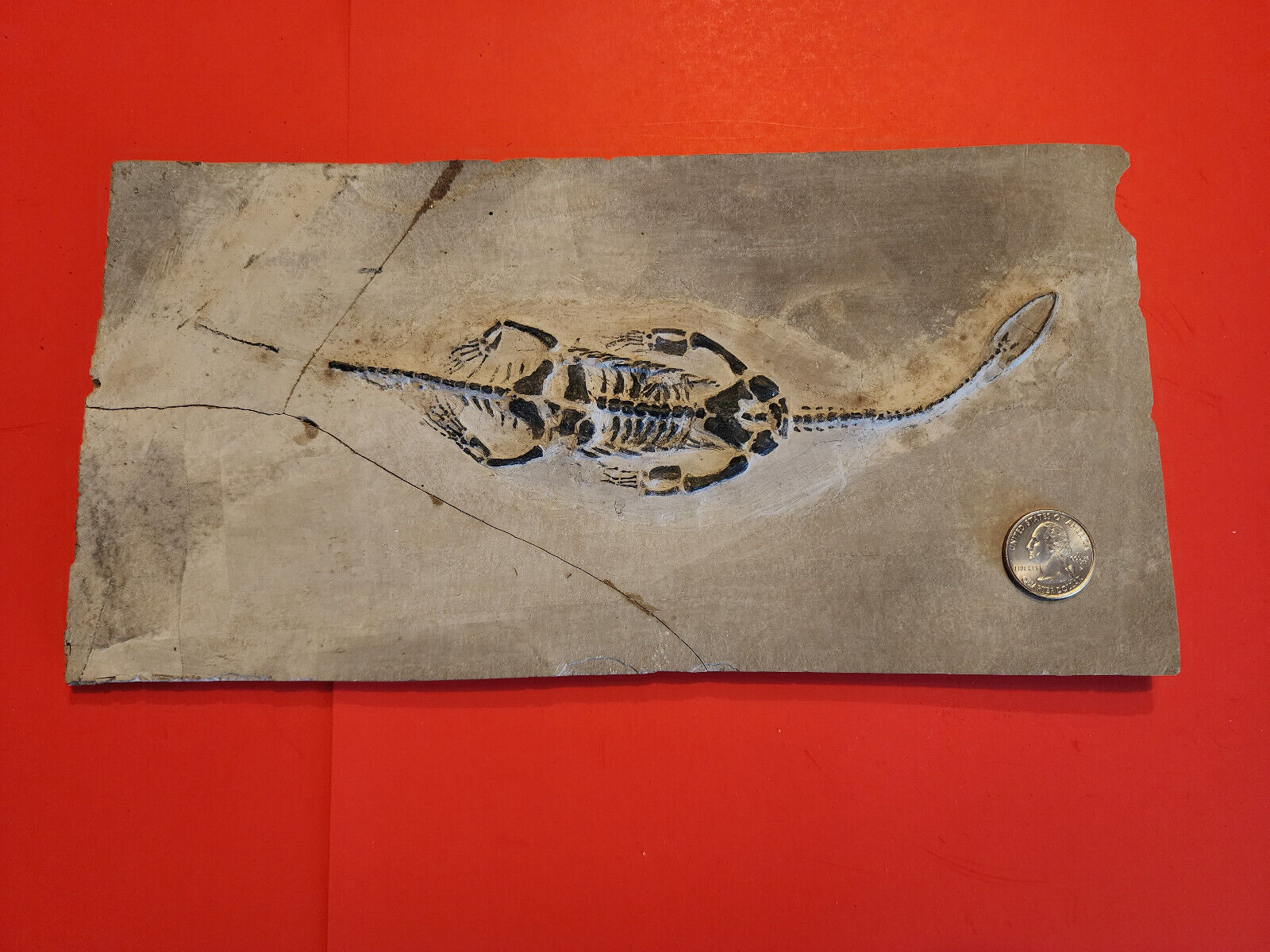 Keichousaurus hui Fossil Triassic Marine Reptile 9.5\