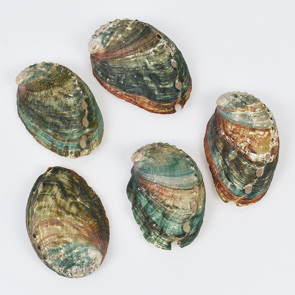 5 Pcs 6-7cm Natural Colorful Abalone Shells Unpolished Ocean Shells Jewelry Tray