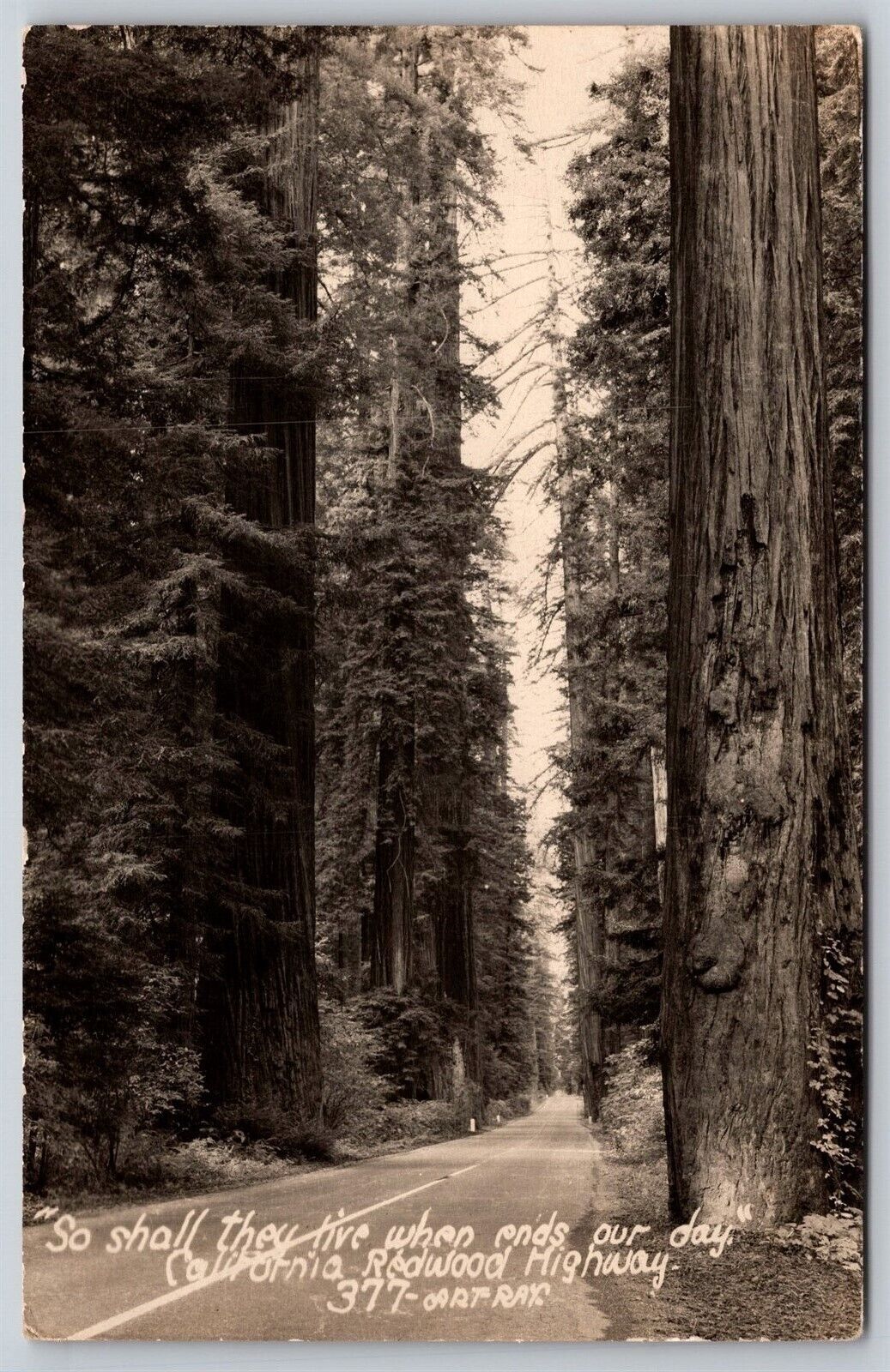 Postcard California Redwood Highway RPPC P188