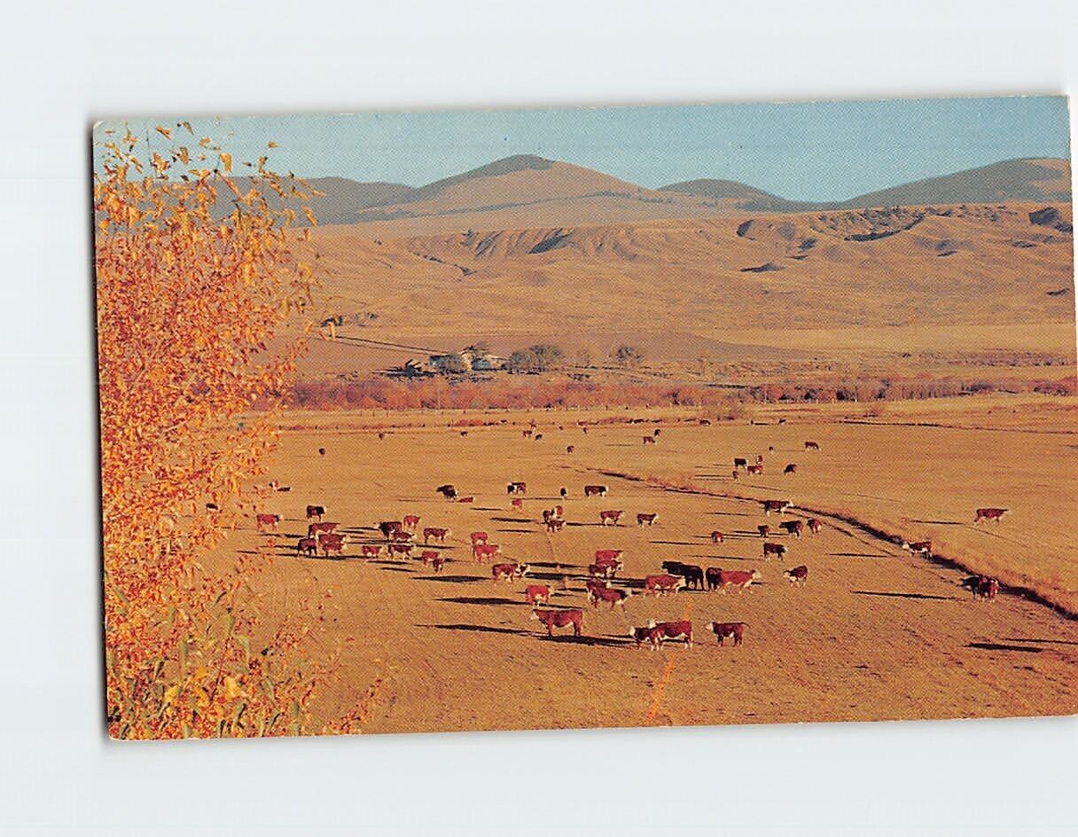 Postcard Fine Herds of Beef Cattle Montana USA
