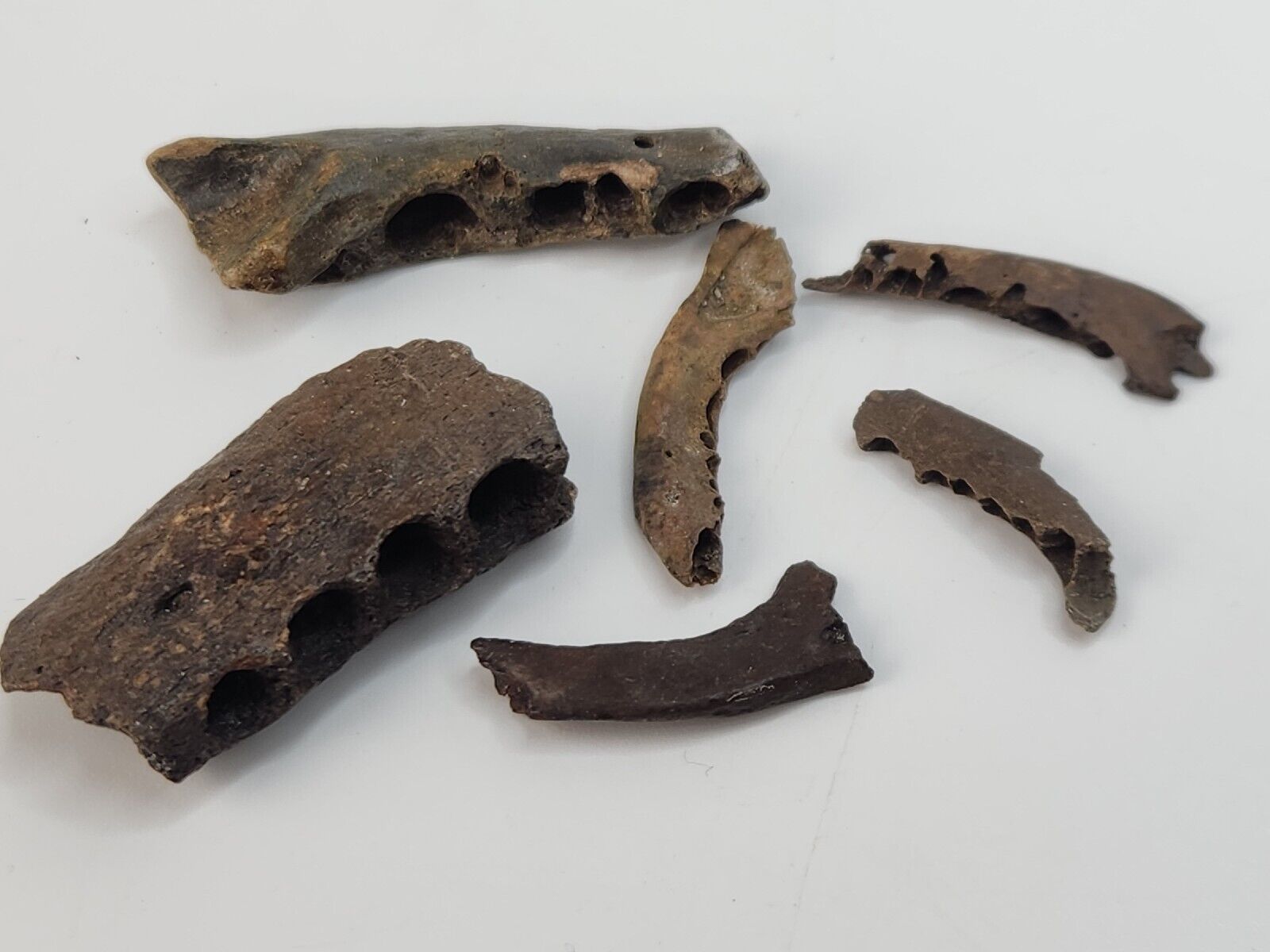 Lot of 6 Mixed Fossil Mammal Jaws - Florida - Pleistocene - Bulk Lot