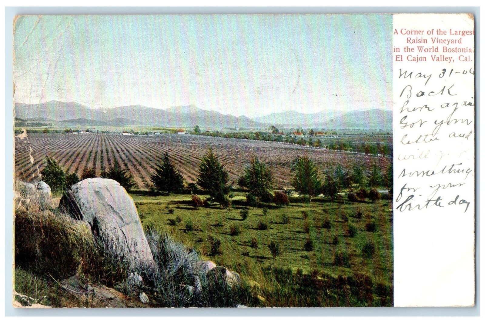 1906 A Corner Of The Largest Raisin Vineyard Scene El Cajon Valley CA Postcard
