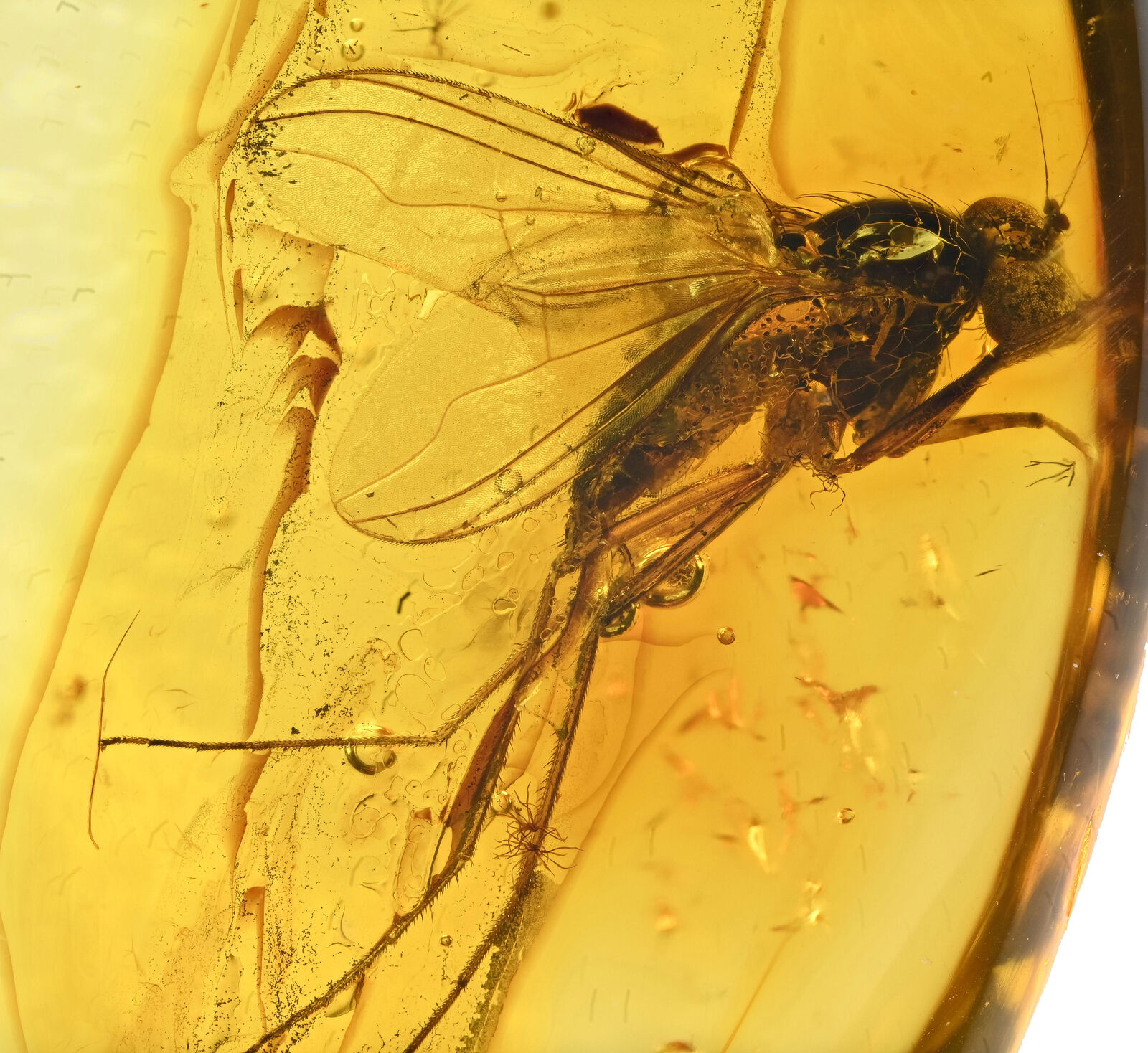 Amazing Eye Facets Dolichopodidae (Fly), Fossil inclusion in Baltic Amber