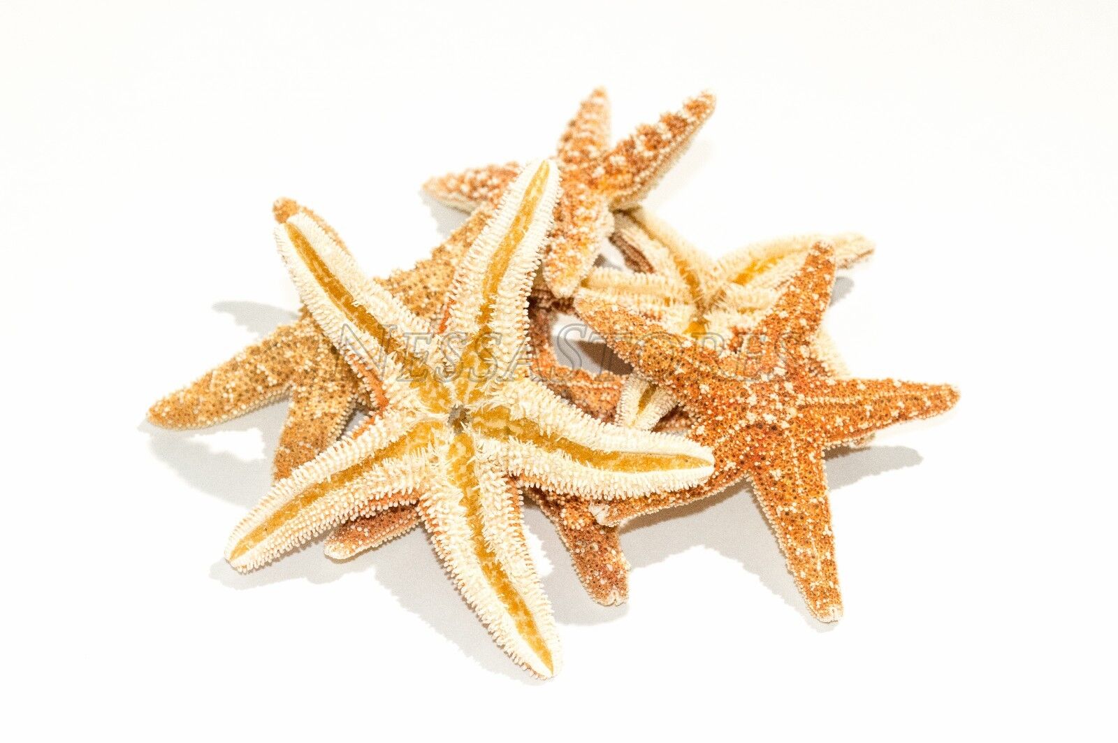 NessaStores Sugar StarFish Sea Shell Wedding Real Craft 3
