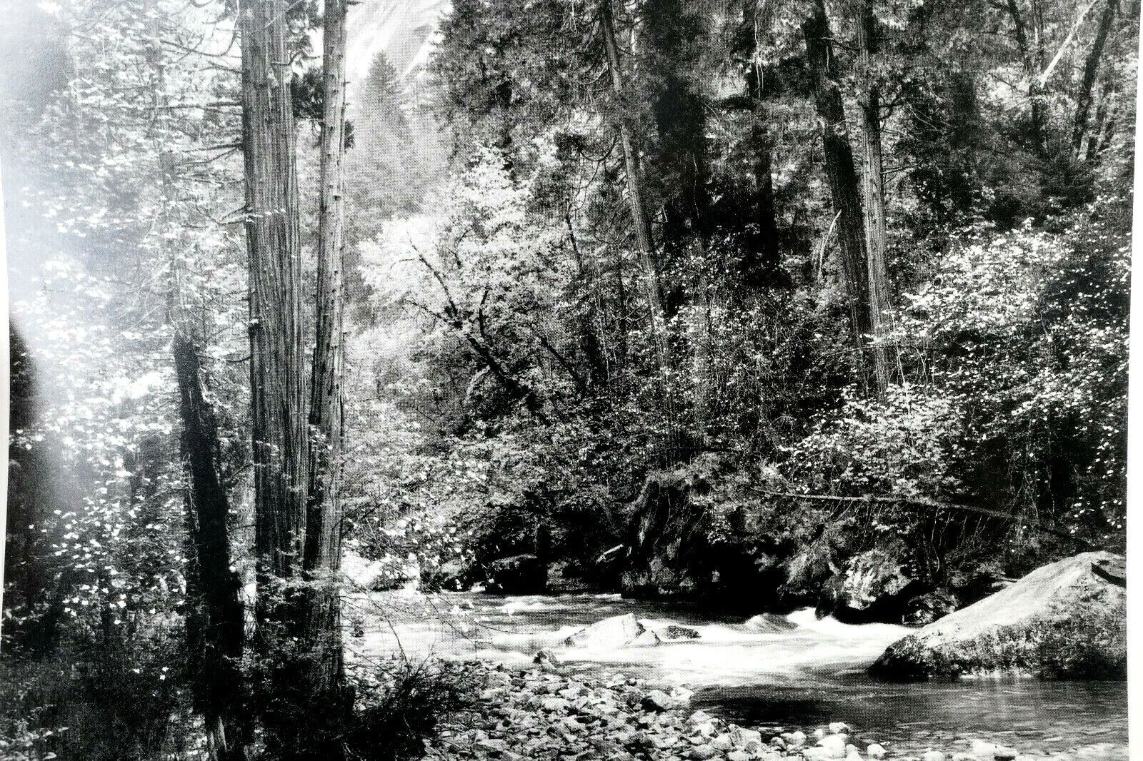 Tenaya Creek Dogwood Rain 1948 photograph by Ansel Adams POSTCARD AA-20 