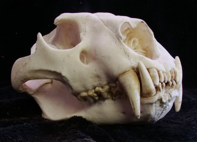 LARGE MALE AFRICAN LION SKULL REPLICA LIFE SIZE,TAXIDERMY,SKULLS,AFRICAN