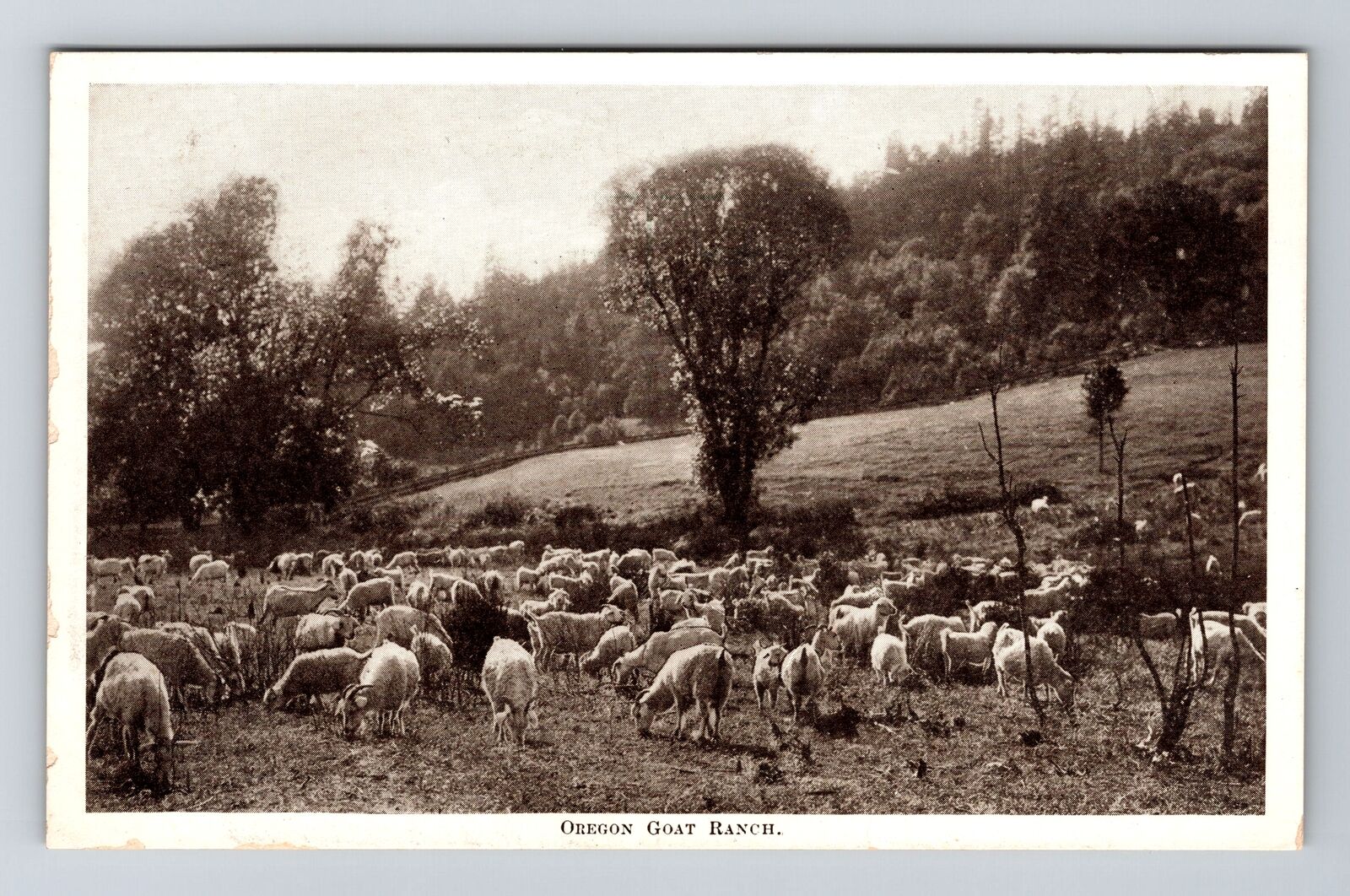 OR-Oregon, Oregon Goat Ranch, Vintage Postcard