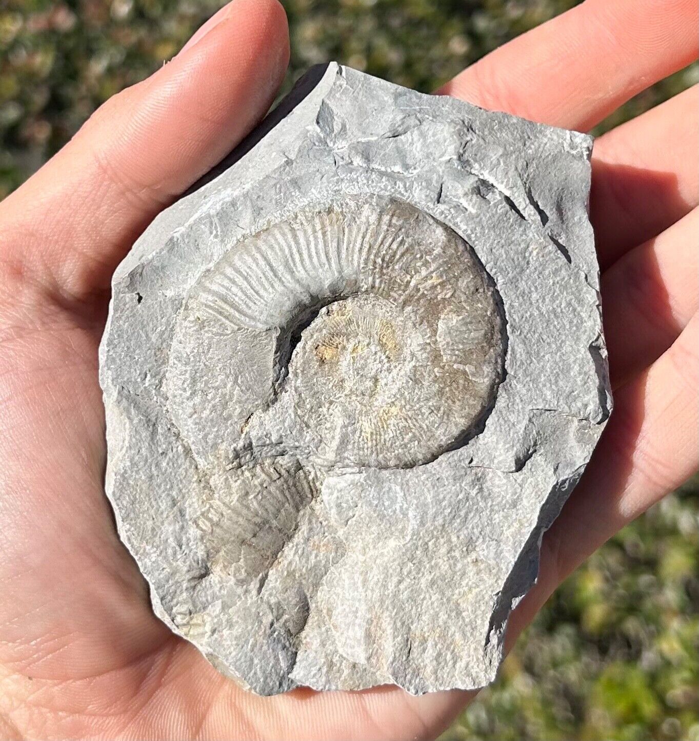 France Fossil Ammonite in Matrix Crioceratites duvali Heteromorph Cretaceous Age