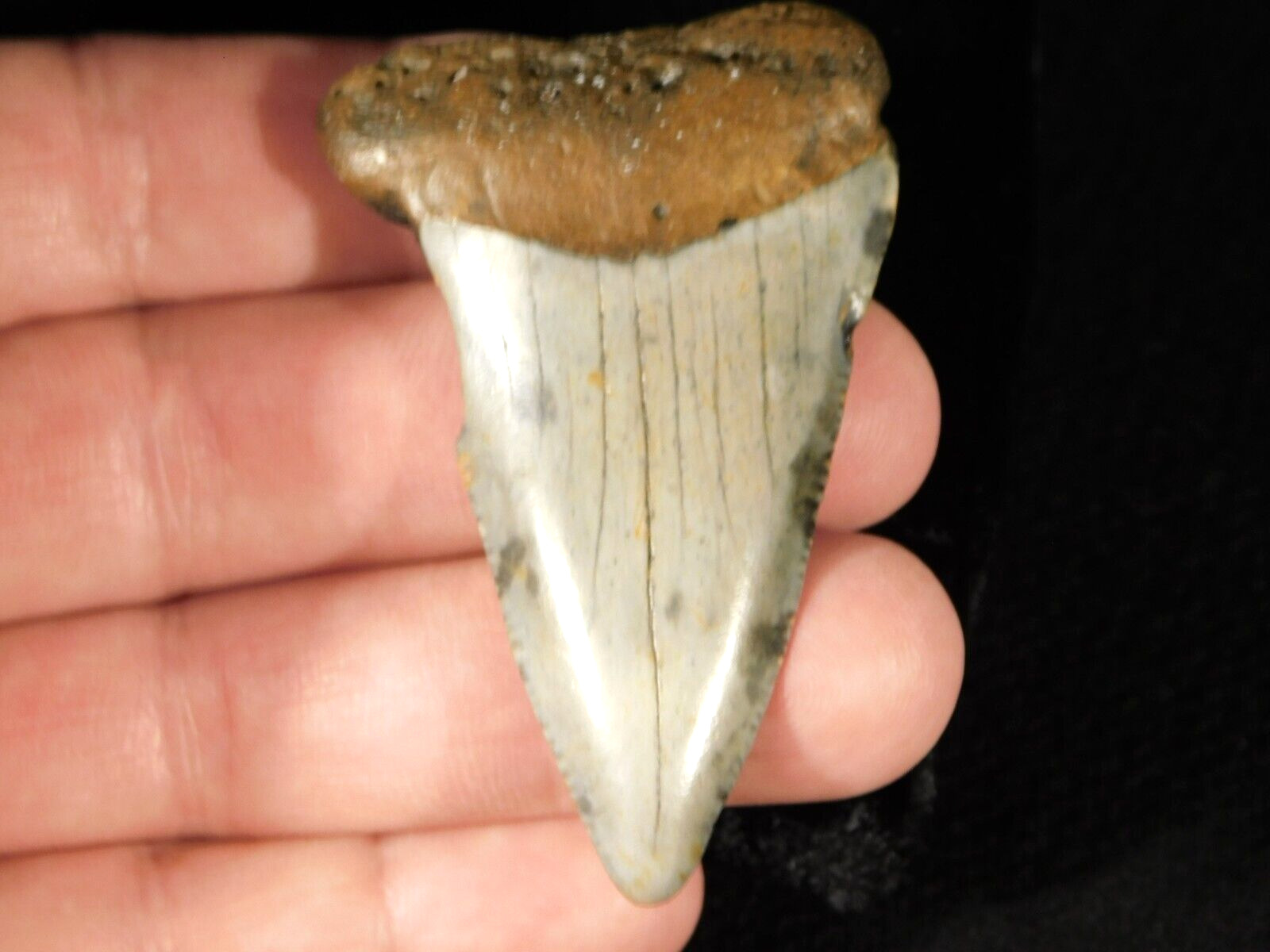 ANCESTRAL Great White SHARK Tooth Fossil SERRATED 100% Natural 22.4gr