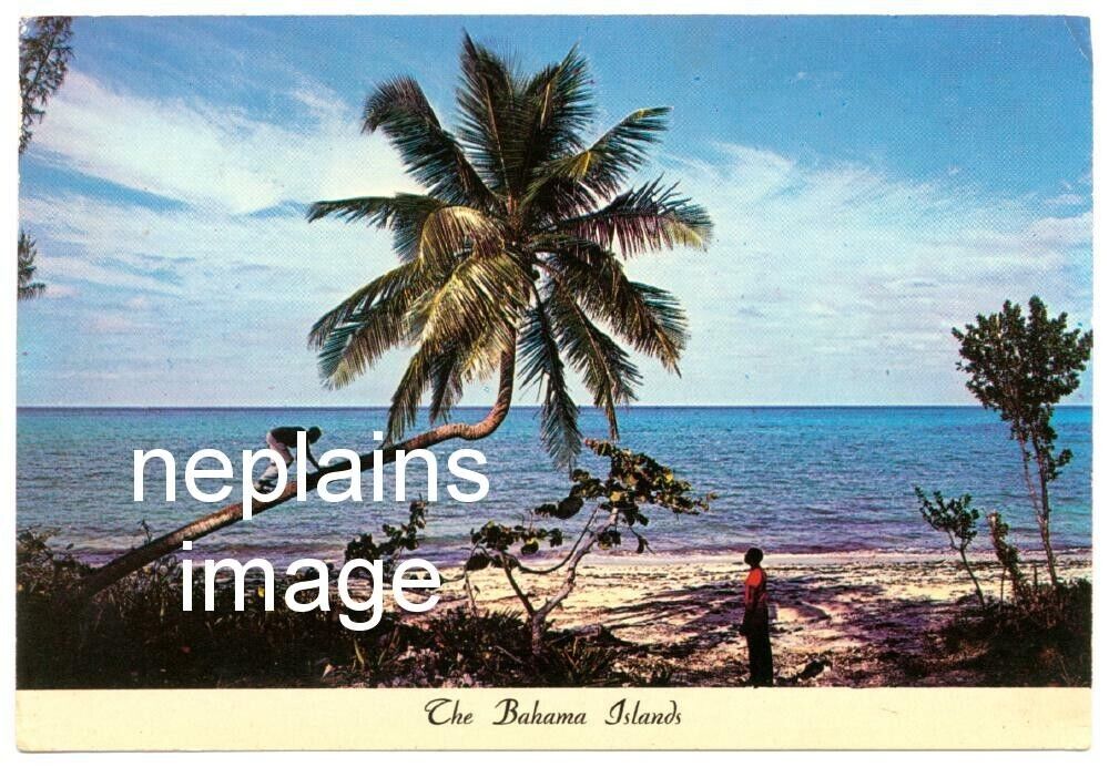 BAHAMAS - Bahama Islands - Native Climbs for Coconut - ca.1971
