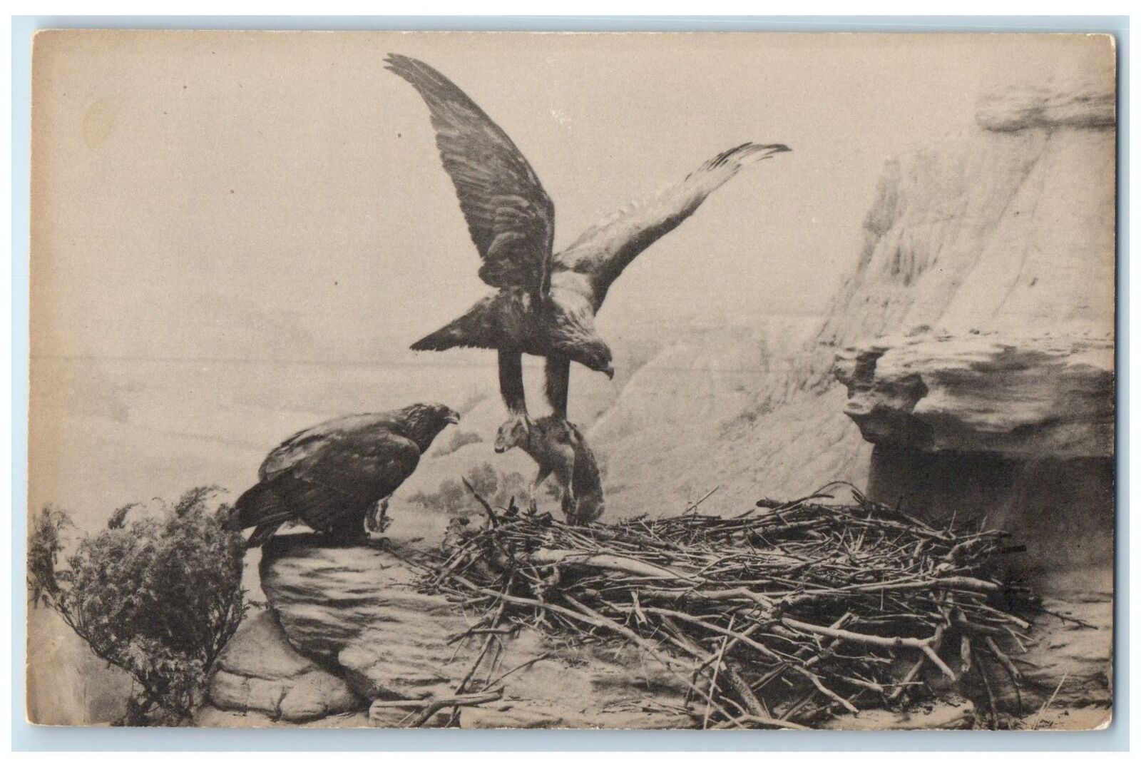 c1910's Golden Eagle Field Museum Natural History Chicago Illinois IL Postcard