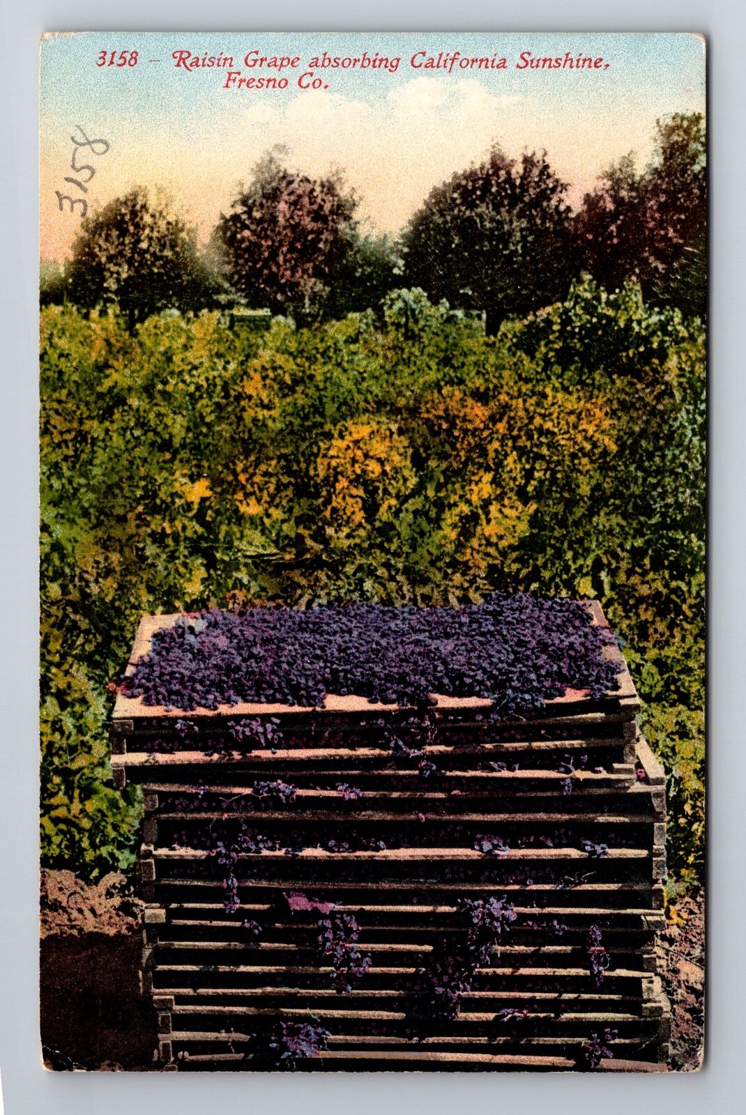 Fresno CA-California, Raisin Grapes, Antique Vintage Postcard