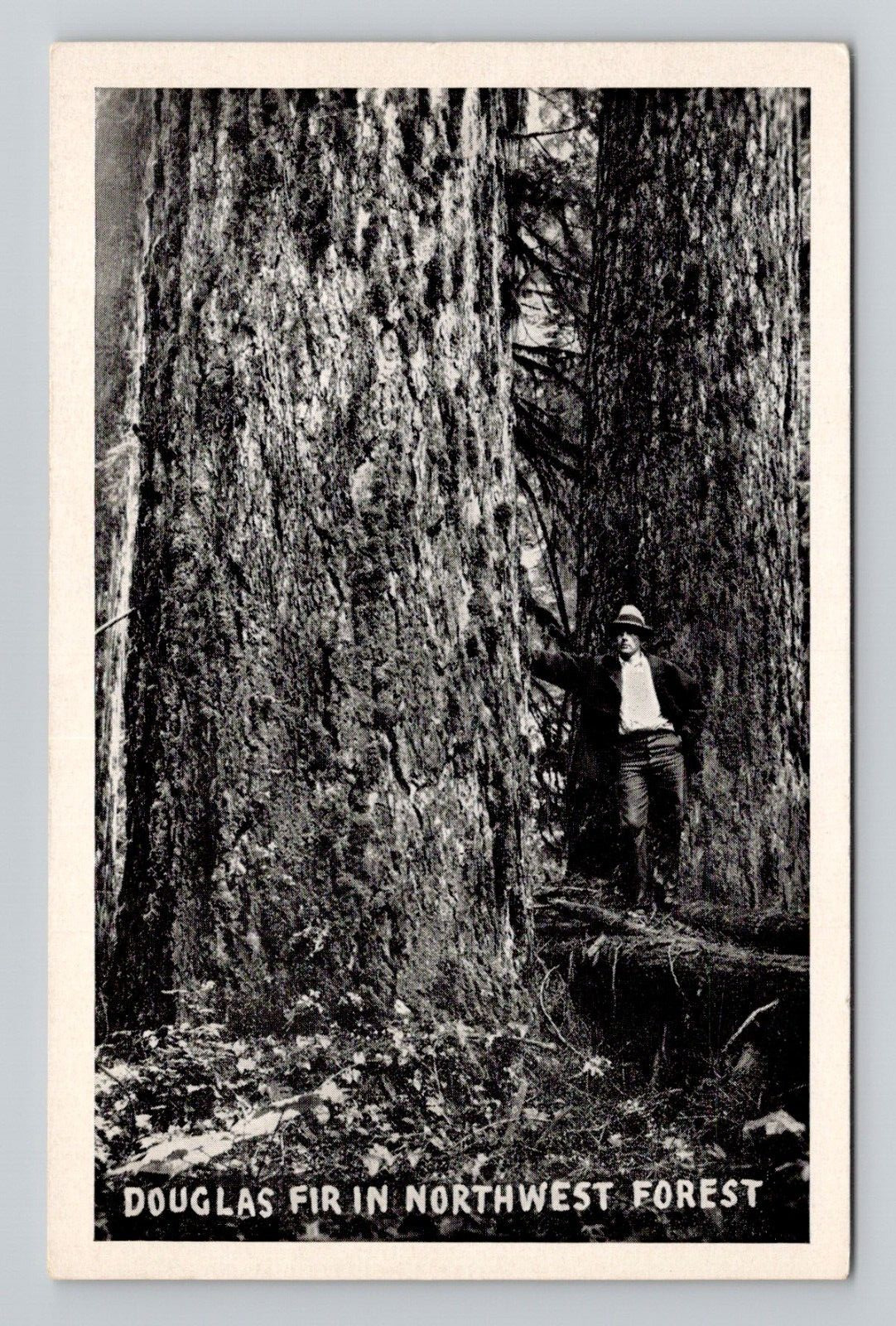 Postcard Douglas Fir Tree Forest Pacific Northwest, Vintage Chrome N15