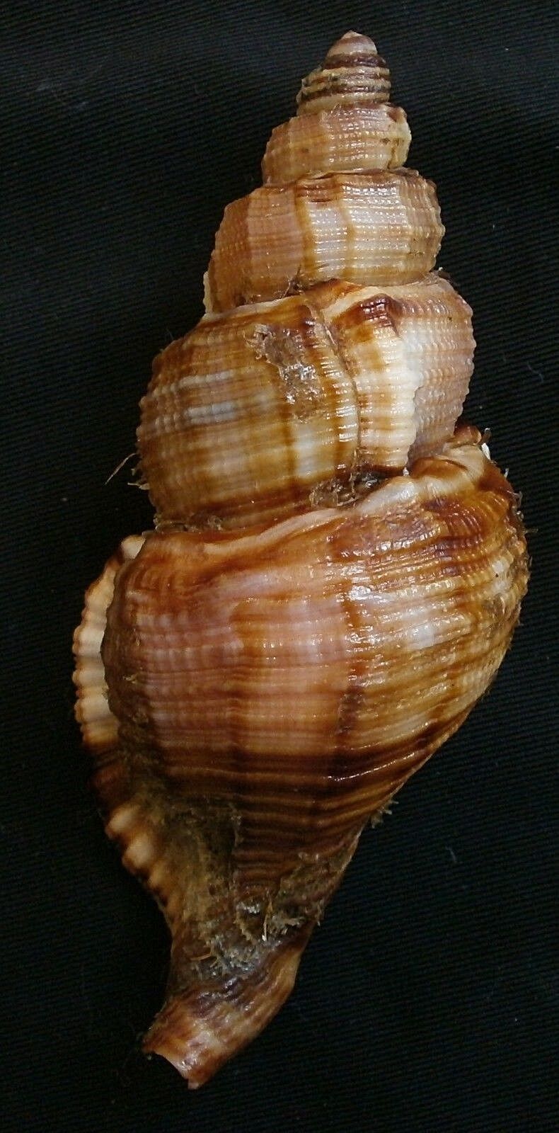 cymatium pileare   85.9mm F+++,, awesome freak shell,,Philippines