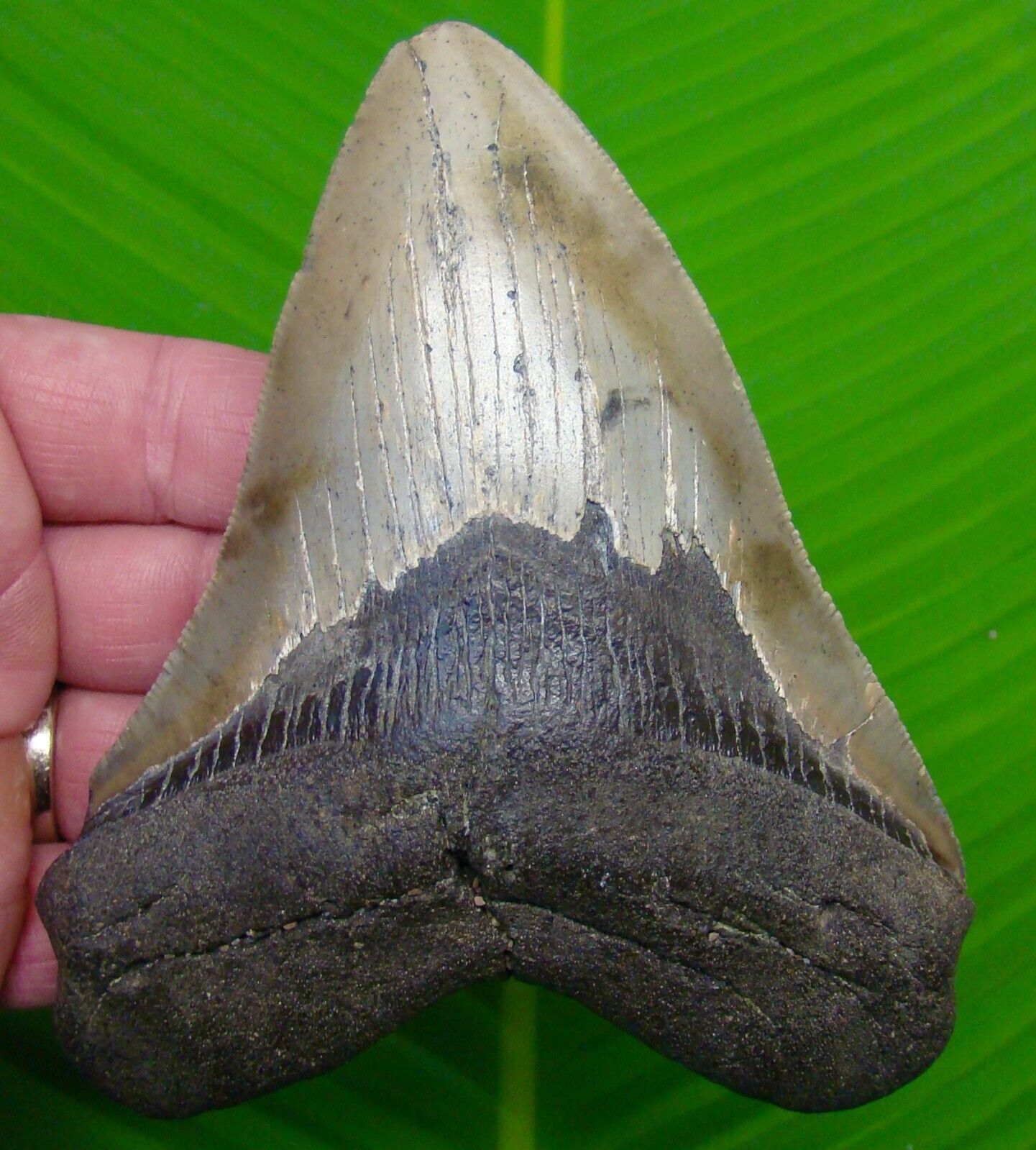 MEGALODON SHARK TOOTH  - 5 & 3/8 -  w/ DISPLAY STAND - MEGLADONE